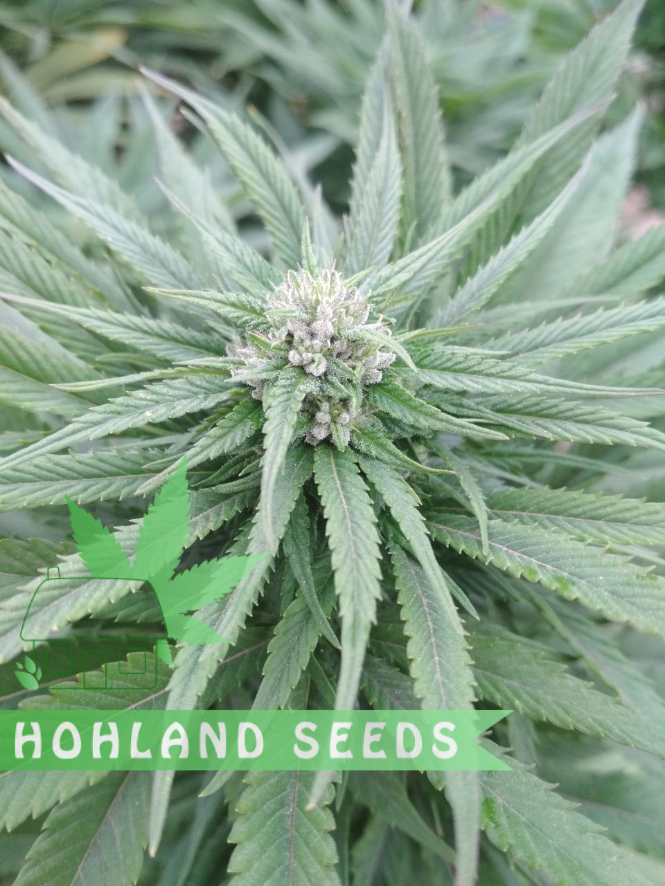 Шина Шоудың жеке суреті